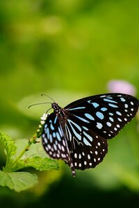 Wild outdoor environment