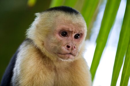 Monkey primates capuchin