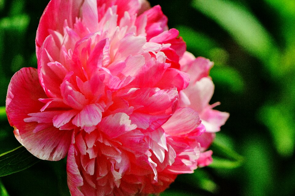 Blossom bloom nature