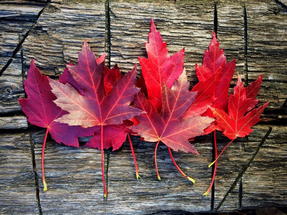 Autumn season color