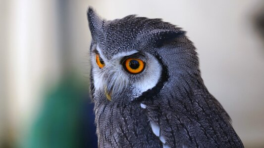 Plumage raptor lighted eyes