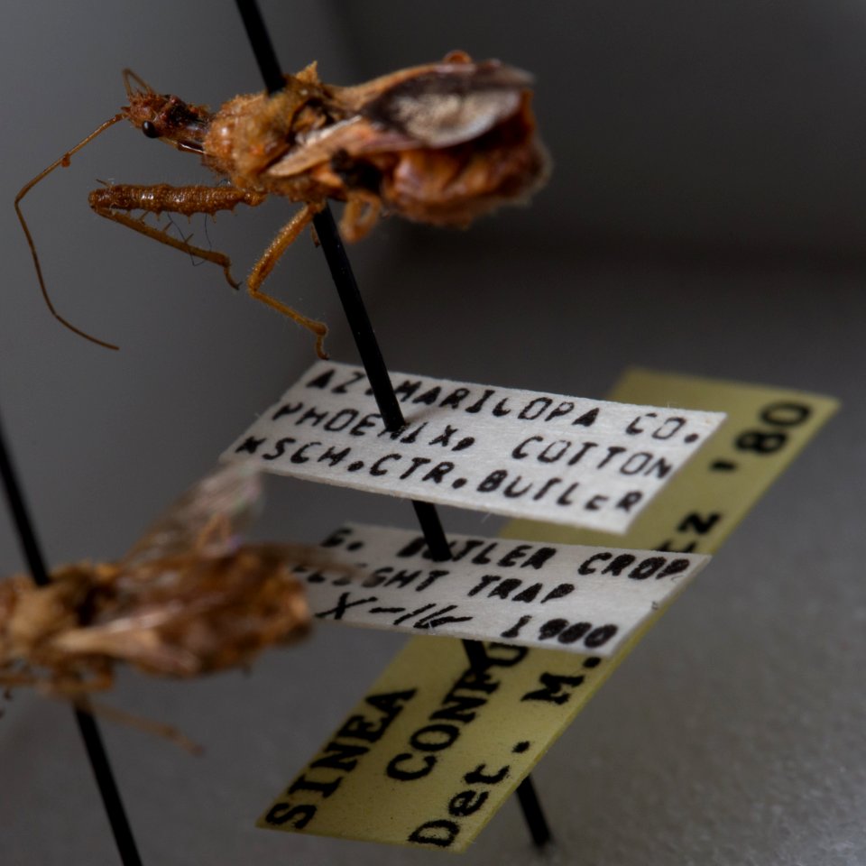 Sinea confusa, 1980-10-16, Phoenix, Maricopa County, AZ, USA, labels
