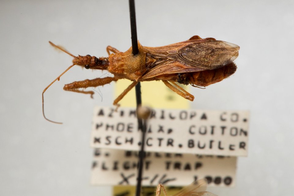 Sinea confusa, 1980-10-16, Phoenix, Maricopa County, AZ, USA, dorsal view