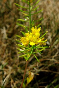 Sisymbrium altissimum, 2020-08-21, St. Paul’s Lutheran Cemetery, 02