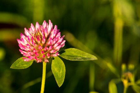 Pointed flower fodder plant meadow photo