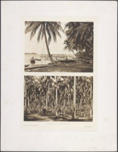 Singapore. Boven Passir Puteh. Onder Coco-Nut Plantation, Bestanddeelnr 844 15
