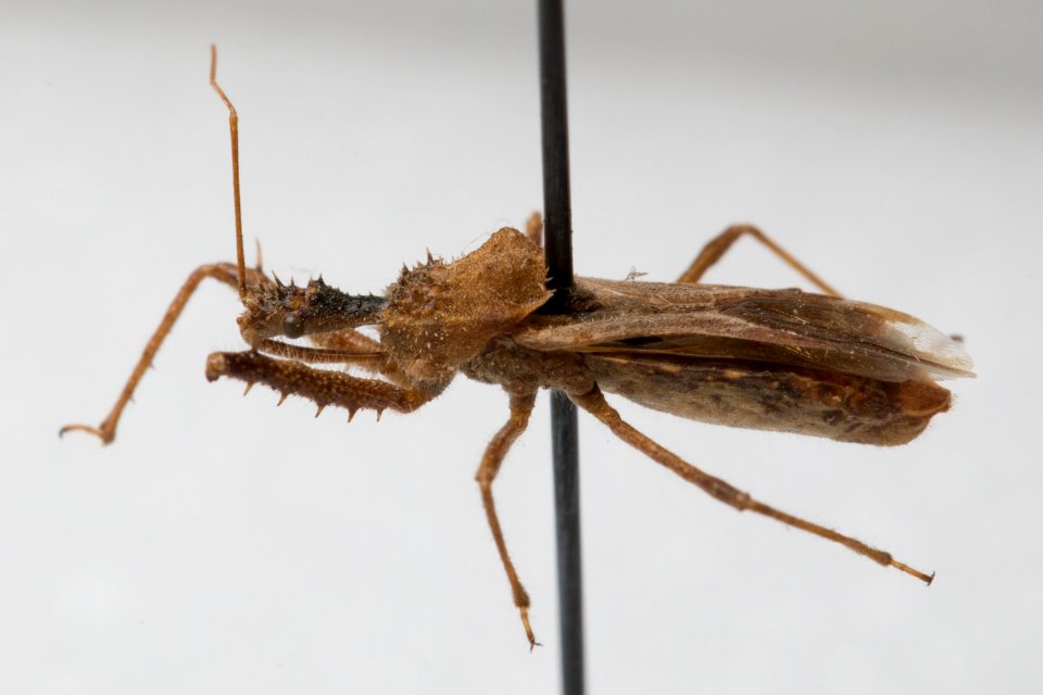 Sinea diadema, 1963-07-04, Stevens Creek area, Santa Clara County, CA, USA, lateral view