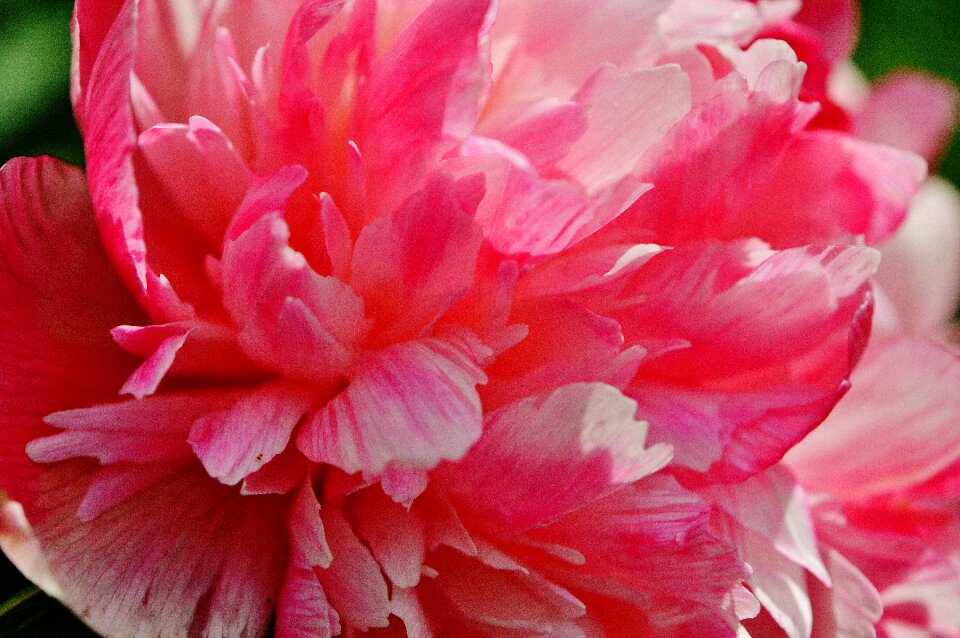 Blossom bloom nature
