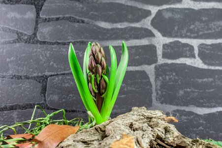 Bloom leaves stone wall photo