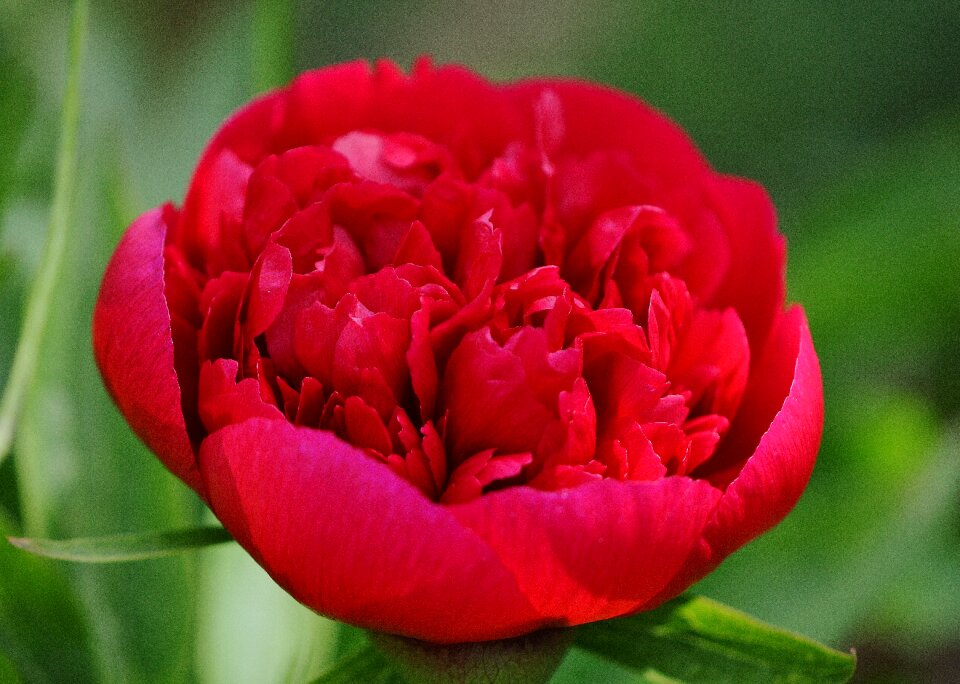 Blossom bloom nature