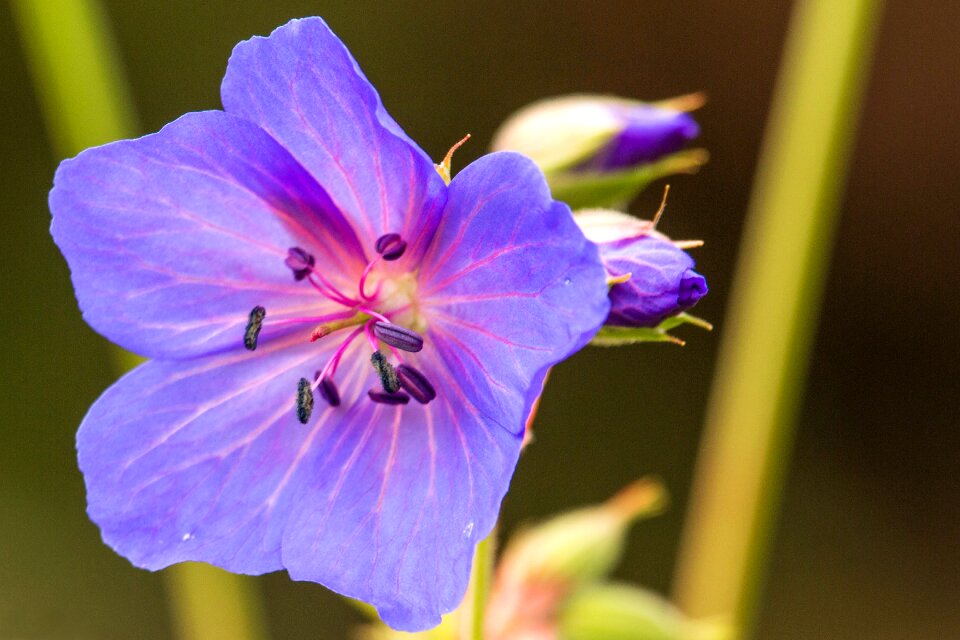 Close up flower purple