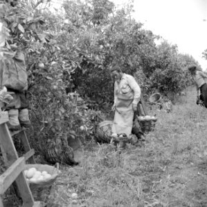 Sinaasappelplukkers op een citrusplantage bij Pardes aan het werk, Bestanddeelnr 255-1225