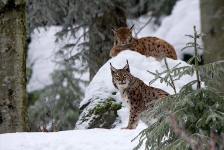 Lynx cat big cat photo