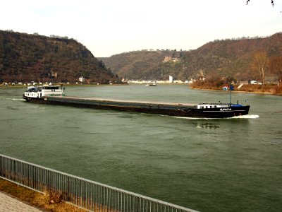 Singa, ENI 02317703 at the Rhine river pic5