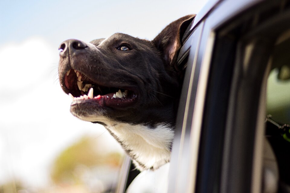 Head car window happy dog