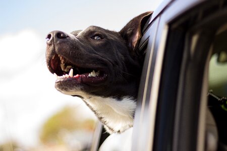 Head car window happy dog photo