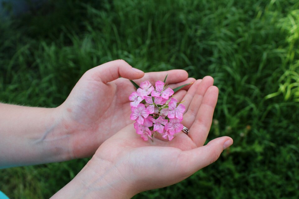 Pink flower minor cereals macro photo