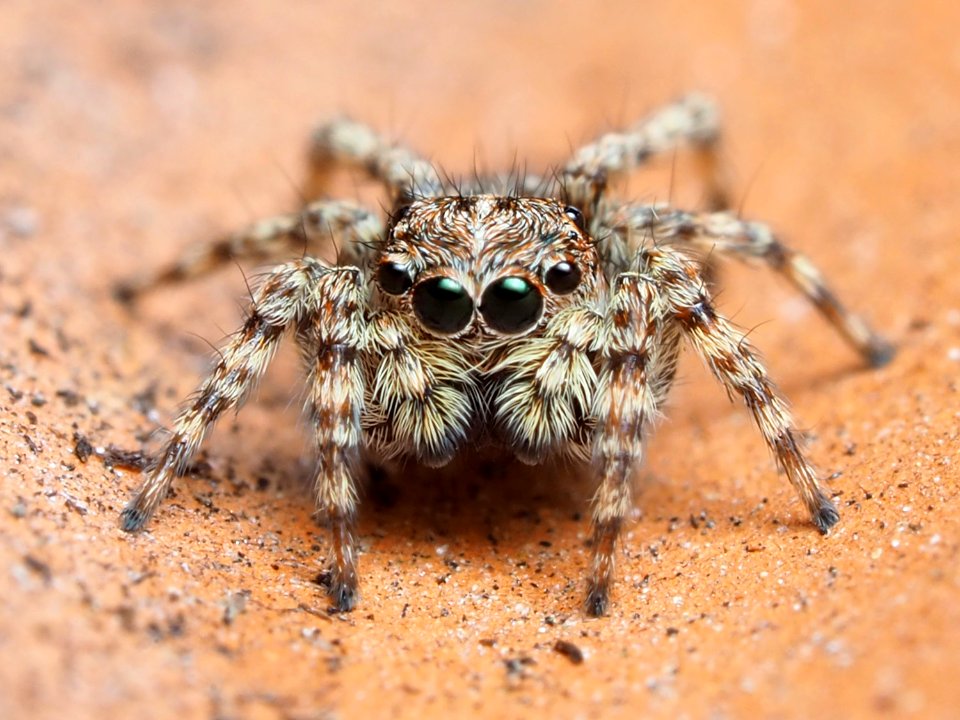 Sitticus fasciger female 01