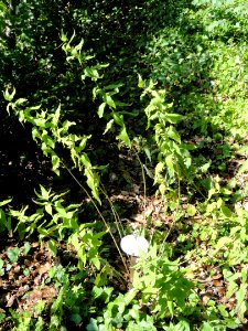 Sisymbrium strictissimum - Botanischer Garten, Frankfurt am Main - DSC03179