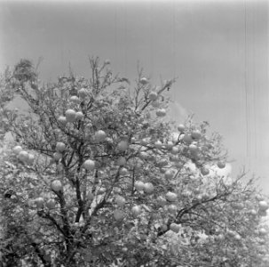 Sinaasappelboom op een citrusplantage bij Pardes, Bestanddeelnr 255-1219