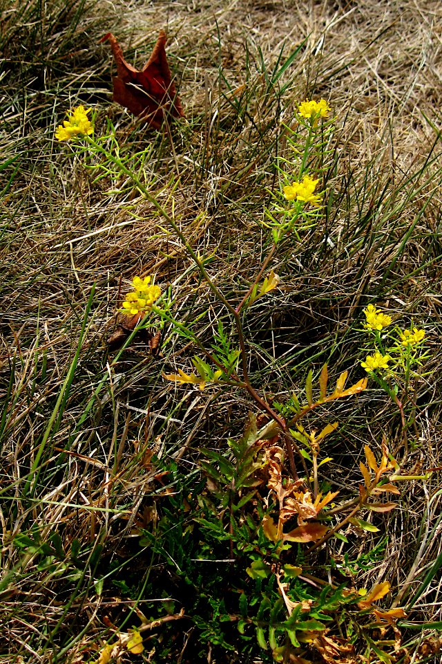 Sisymbrium altissimum, 2020-08-21, St. Paul’s Lutheran Cemetery, 01