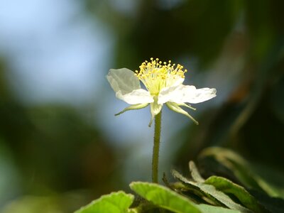 South america holiday 櫻 peach the wild fruit tree small white flowers