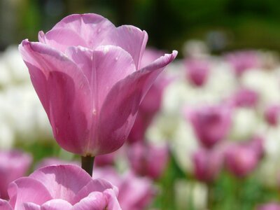 Plant close up tulip photo