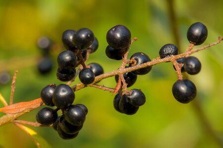 Black nature fruits