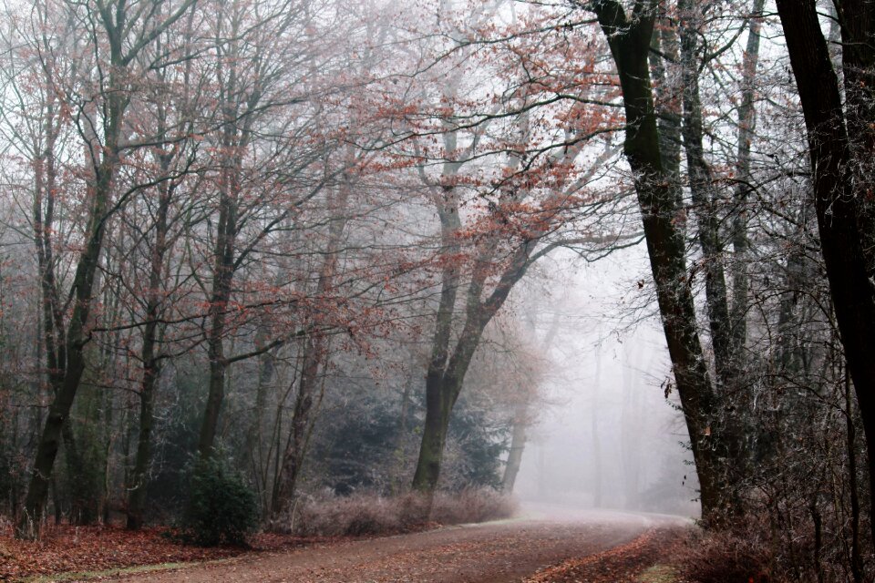 Landscape forest trees