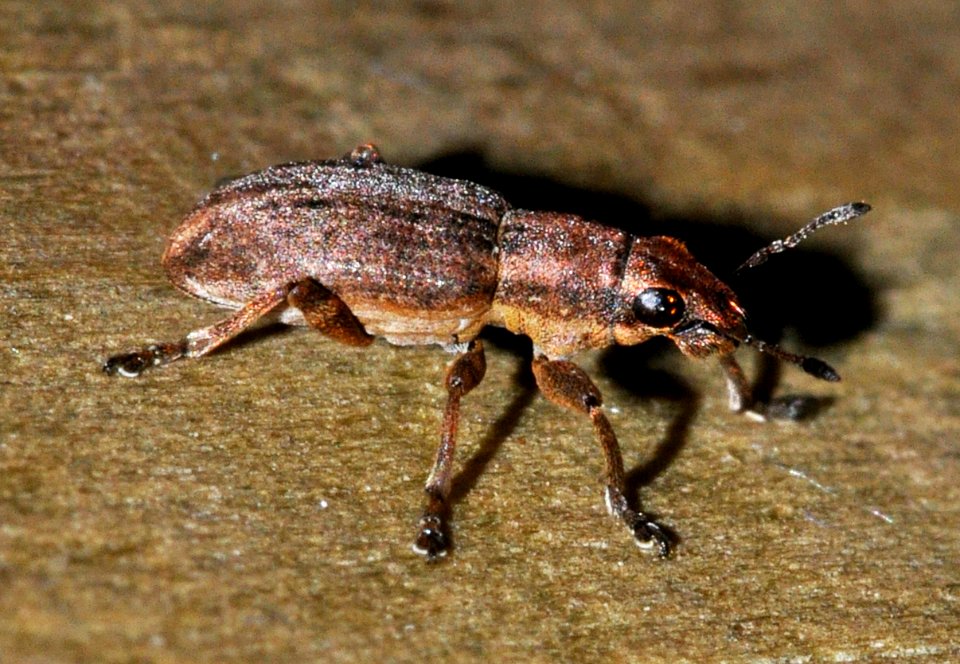 Sitona-lineatus-01-fws