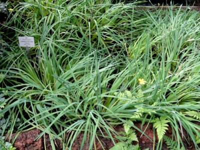 Sisyrinchium patagonicum - Palmengarten Frankfurt - DSC01940