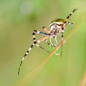 Arachnid macro animal