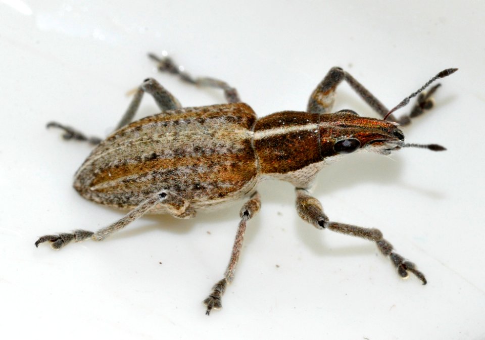 Sitona-gressorius-04-fws