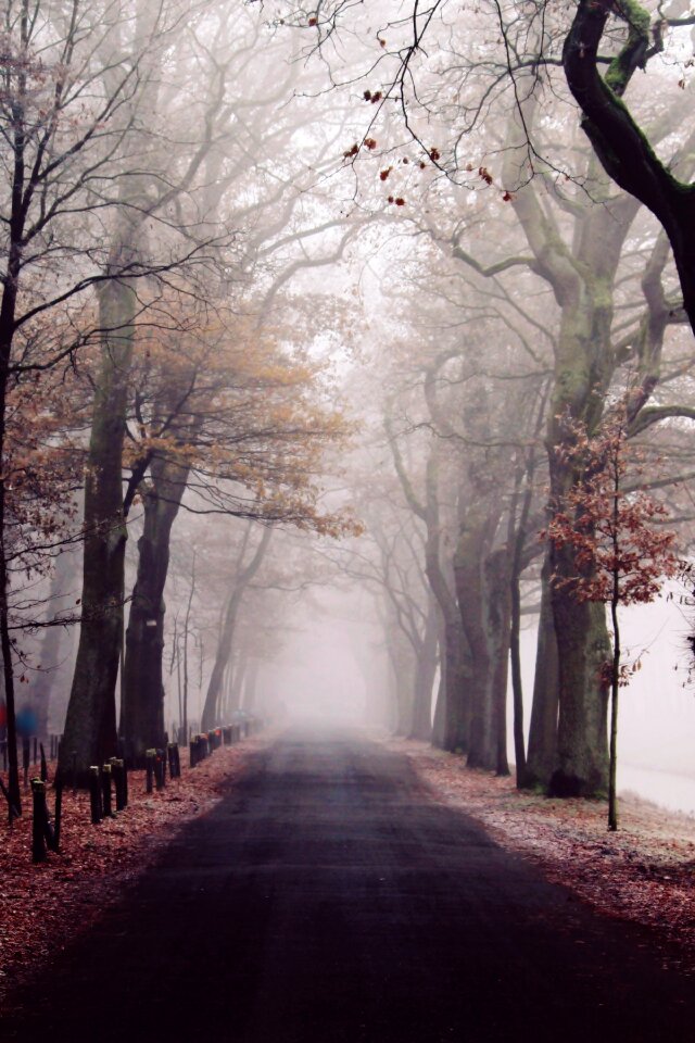Landscape forest trees