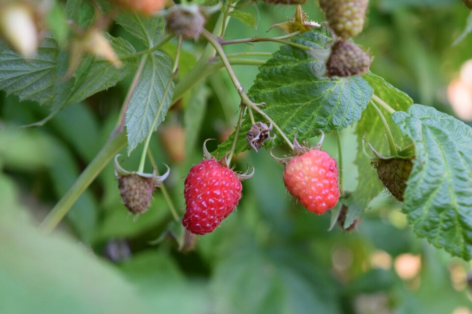Food fruit fresh