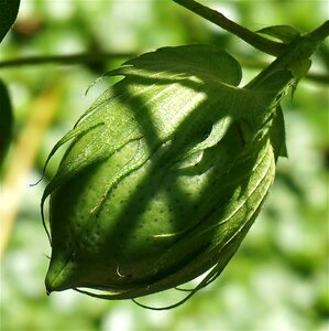 Seed plant green