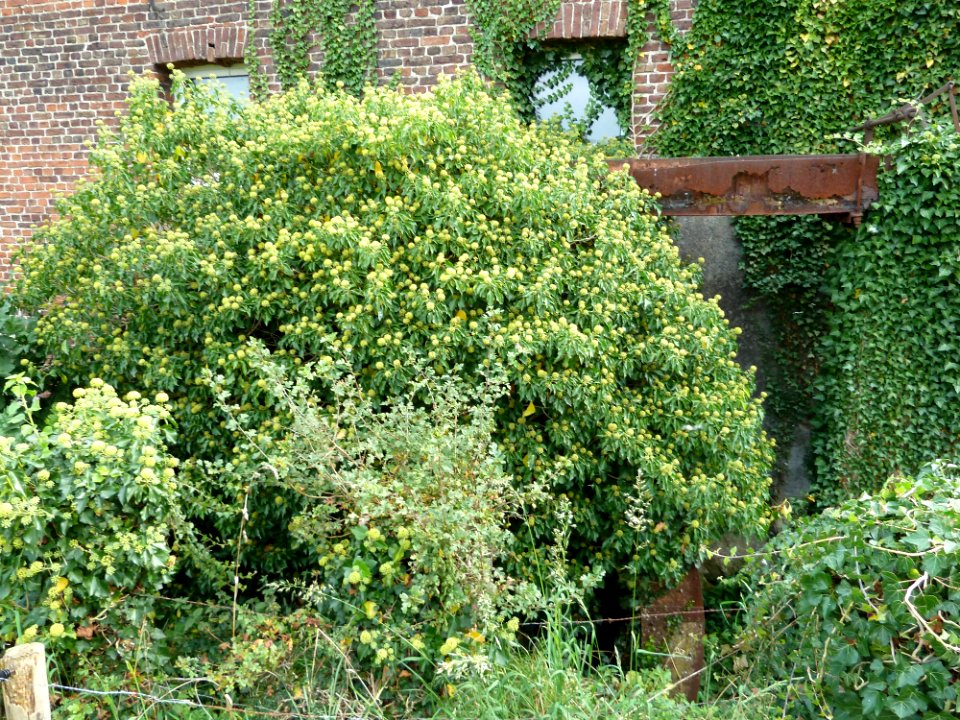 Sint-Martens-Voeren-Molen van Frisen2