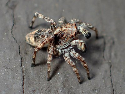 Sitticus fasciger 41155107