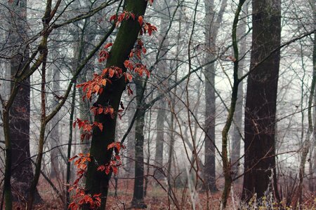 Forest trees mood photo