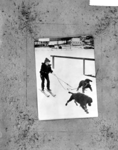 Skien met tweespan (honden), Bestanddeelnr 917-2395