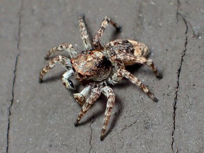 Sitticus fasciger 41155097