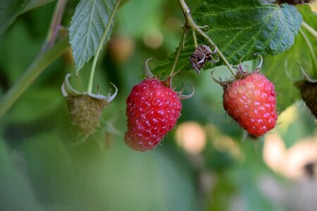 Food fruit fresh
