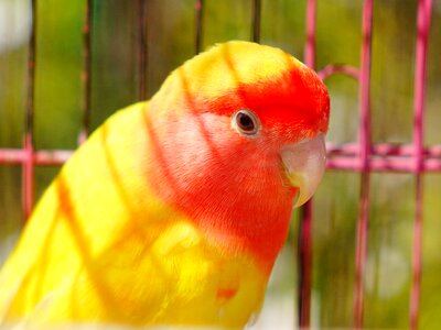 Parrot animal bird photo