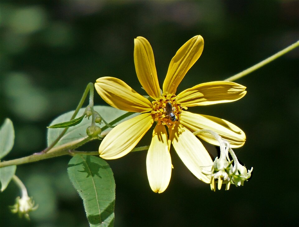 Southeast yellow flower