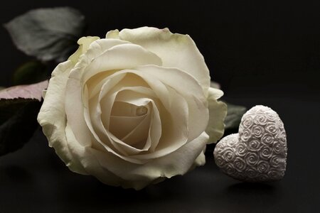 Heart flower valentine's day photo