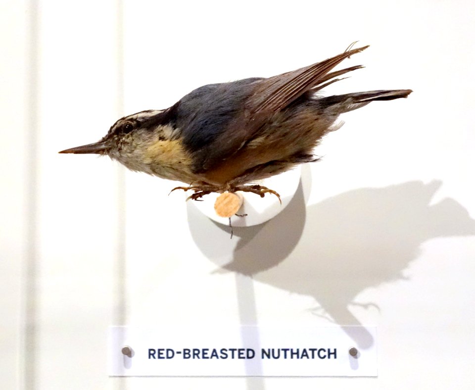 Sitta canadensis (Red-breasted nuthatch) - Oakland Museum of California - DSC05320