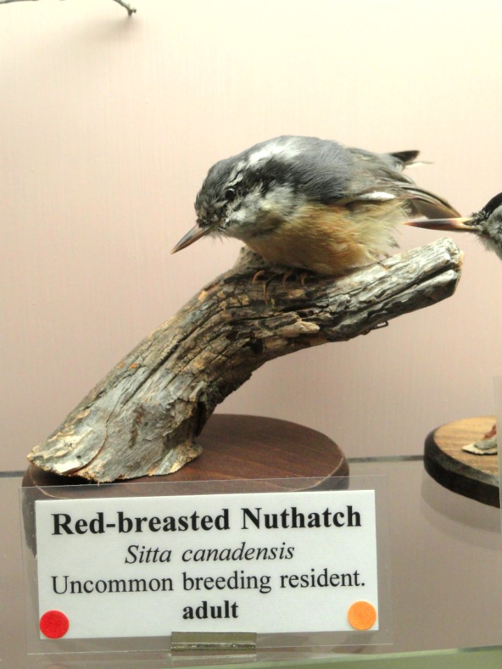 Sitta canadensis - Pacific Grove Museum of Natural History - DSC06759