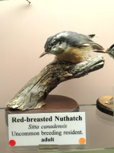 Sitta canadensis - Pacific Grove Museum of Natural History - DSC06759