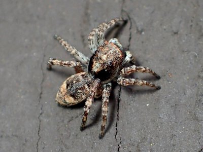 Sitticus fasciger 41155089