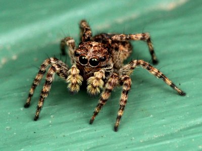 Sitticus fasciger 40176937